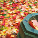Illustration for article titled Shooting Challenge Fall Leaves Gallery 4